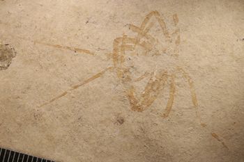 Media type: image;   Entomology PALE-6001
